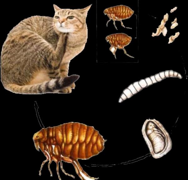 Böcek Haşere İlaçlama