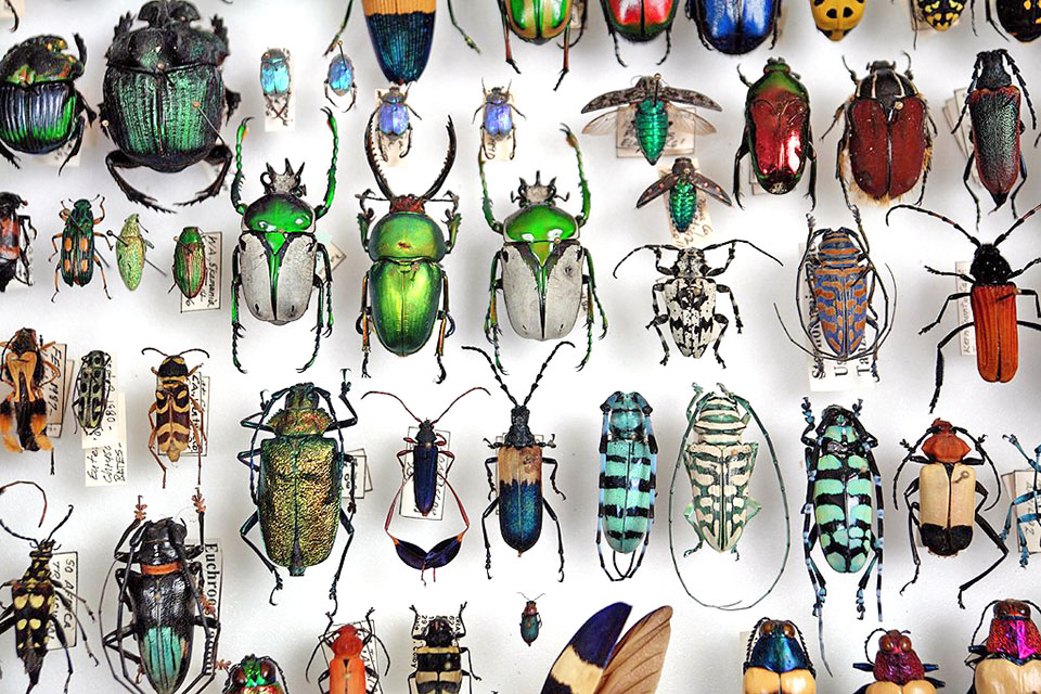 Böcek Haşere İlaçlama